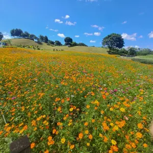 暑期賞花新熱點　中市后里環保公園金黃花海盛放
