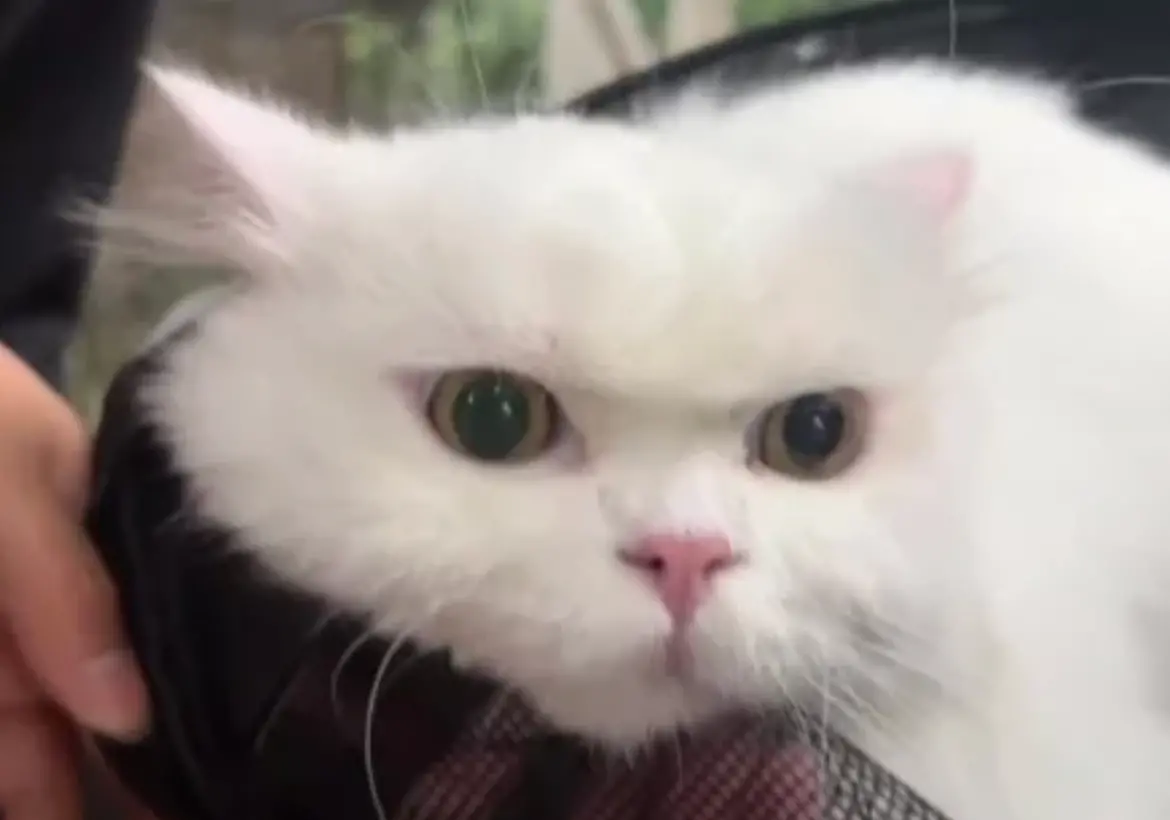 ▲一名網友表示自己在路邊草皮看到一個寵物包，裡面裝的一隻超漂亮、充滿仙氣的大眼貓咪。（圖/小紅書）