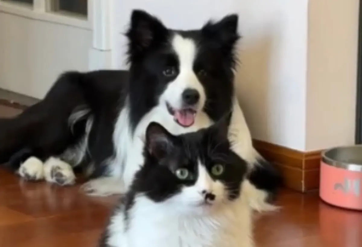 ▲一名飼主家中養了一隻邊境牧羊犬以及許多貓咪，其中一隻貓咪花色與邊牧非常的相似，從小就跟邊牧生活在一起。（圖/翻攝抖音）