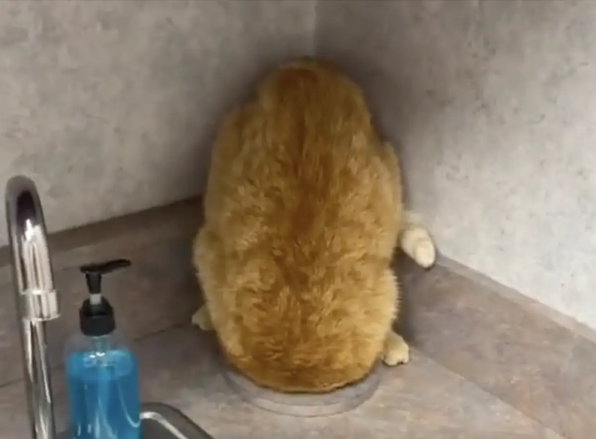 ▲一隻橘貓在家搗蛋後，默默面對牆壁反省，飼主原以為毛孩在面壁思過，仔細一看才發現又在搞怪，當場拿牠沒轍。（圖／翻攝自微博）