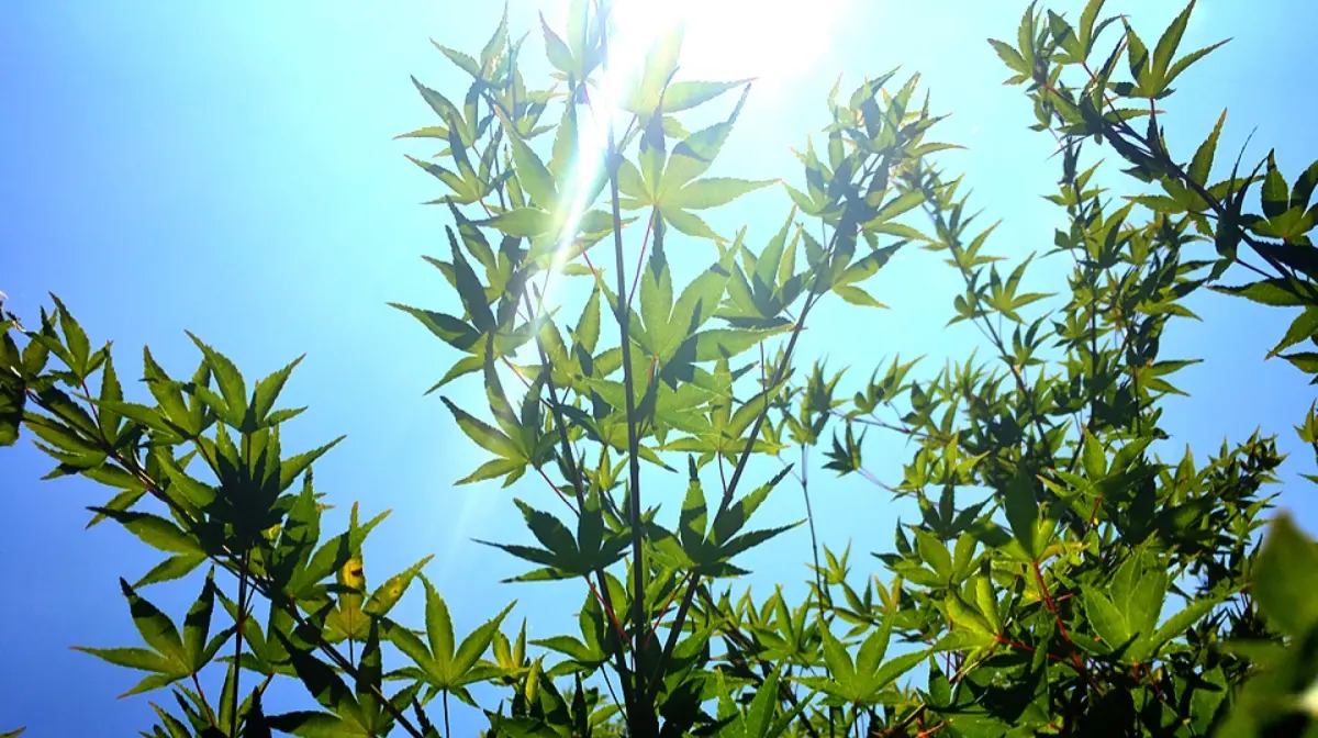 ▲2024大暑是周一7月21日，節氣期間又逢小鬼門開，5生肖將明顯轉運、五鬼運財。（示意圖／取自Unsplash）