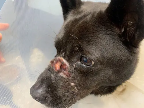 小黑犬被救援成功時,當下嘴巴纏繞膠帶,吻部上下見骨。(圖/動保處提供) ▲小黑犬被救援成功時,當下嘴巴纏繞膠帶,吻部上下見骨。(圖/動保處提供)