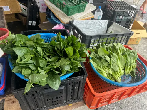 凱米風災釀農損破33億!蔬菜產地受害菜價仍在高檔 農業部這麼說