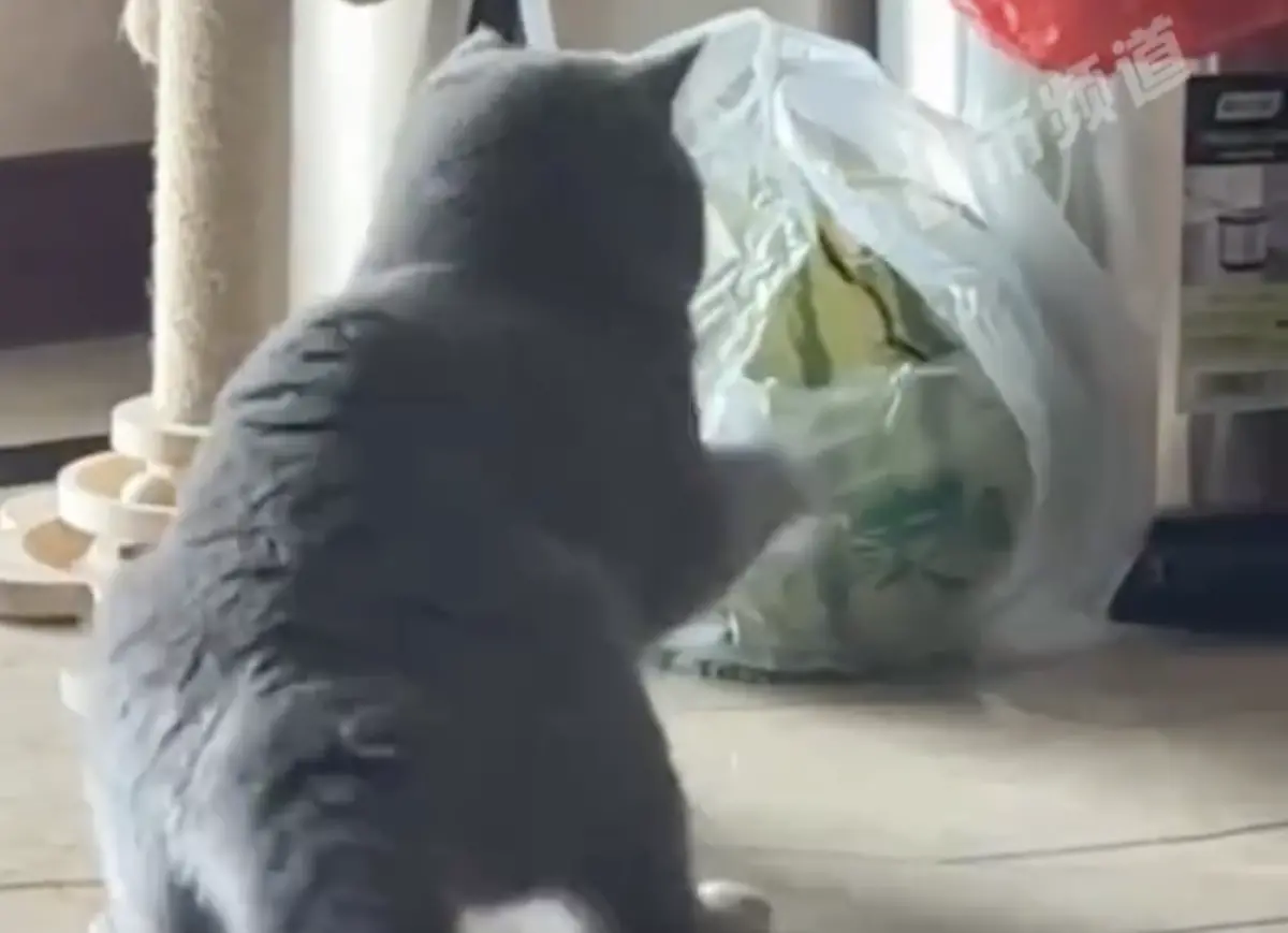 ▲中國一隻貪吃的英國短毛貓，因為主人不給牠吃剛買的大西瓜，竟直接出手賞西瓜一巴掌，還「一喵掌」拍裂西瓜。（圖／翻攝自微博）