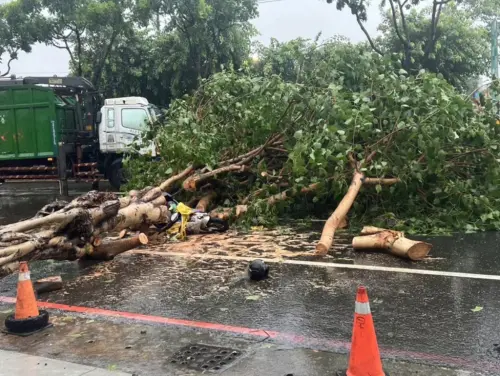 今(24)日中午高雄市鳳山區建國路樹倒塌,不偏不倚壓倒騎車中的女騎士,該名女子當場失去呼吸心跳。(圖/翻攝畫面) ▲今(24)日中午高雄市鳳山區建國路樹倒塌,不偏不倚壓倒騎車中的女騎士,該名女子當場失去呼吸心跳。(圖/翻攝畫面)