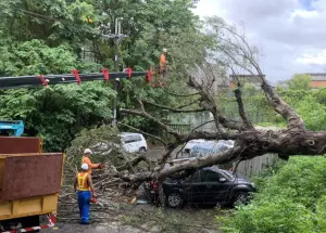 凱米颱風來襲！桃園龜山榕樹斷裂倒塌　1休旅車頂慘遭砸扁
