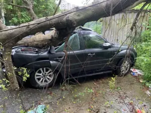 ▲凱米颱風帶來強烈風勢，導致一棵榕樹斷裂砸中路邊車輛。（圖／翻攝畫面）