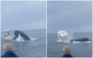 影／鯨魚為何發怒？躍出海面精準頭槌「擊沉」漁船　2人落海獲救
