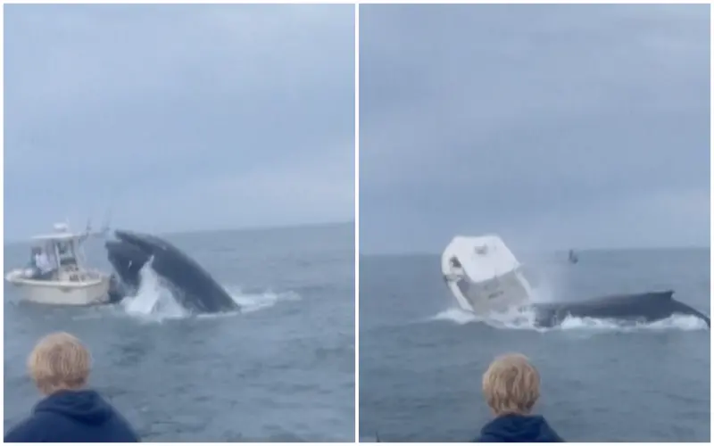 影／鯨魚為何發怒？躍出海面精準頭槌「擊沉」漁船　2人落海獲救
