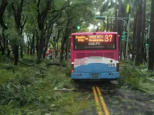 網傳仁愛路樹倒整片！真相竟是無聊男亂貼蘇迪勒舊照　下場慘了
