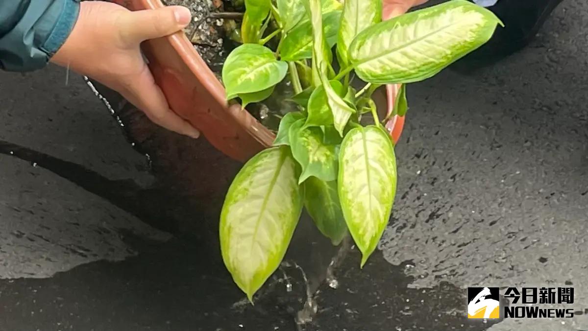 ▲環境部提醒，風災過後的1週內是防治登革熱的關鍵時期，因此落實「巡」、「倒」、「清」、「刷」非常重要。（示意圖／記者林則澄攝，2024.07.26）