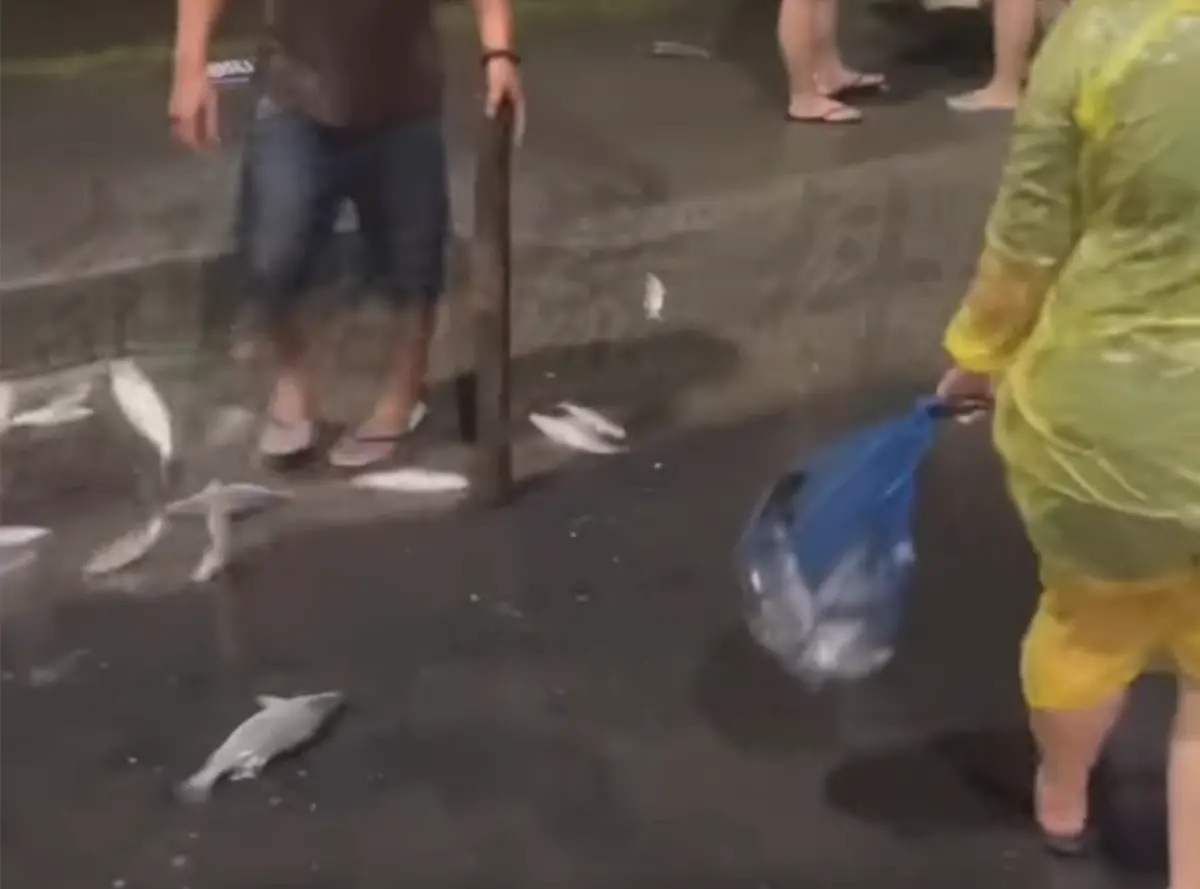 ▲高雄市各地陸續傳出淹水災情，不少人拍下水位退去的畫面，可見地面上除了泥沙、樹枝，竟還有滿地活魚，正在馬路上活蹦亂跳。（圖／翻攝自記者爆料網）