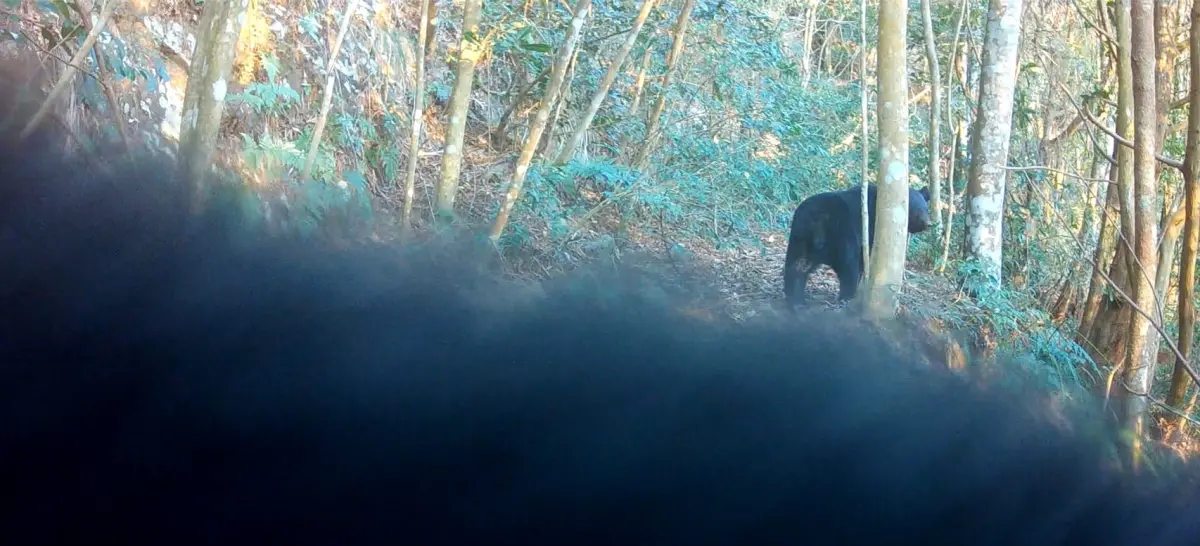 ▲「一直擋我畫面，別玩啦！」小熊忙著逗弄鏡頭君，走在前面的母熊頻頻回首。（圖／林業署台中分署提供，2024.07.26）