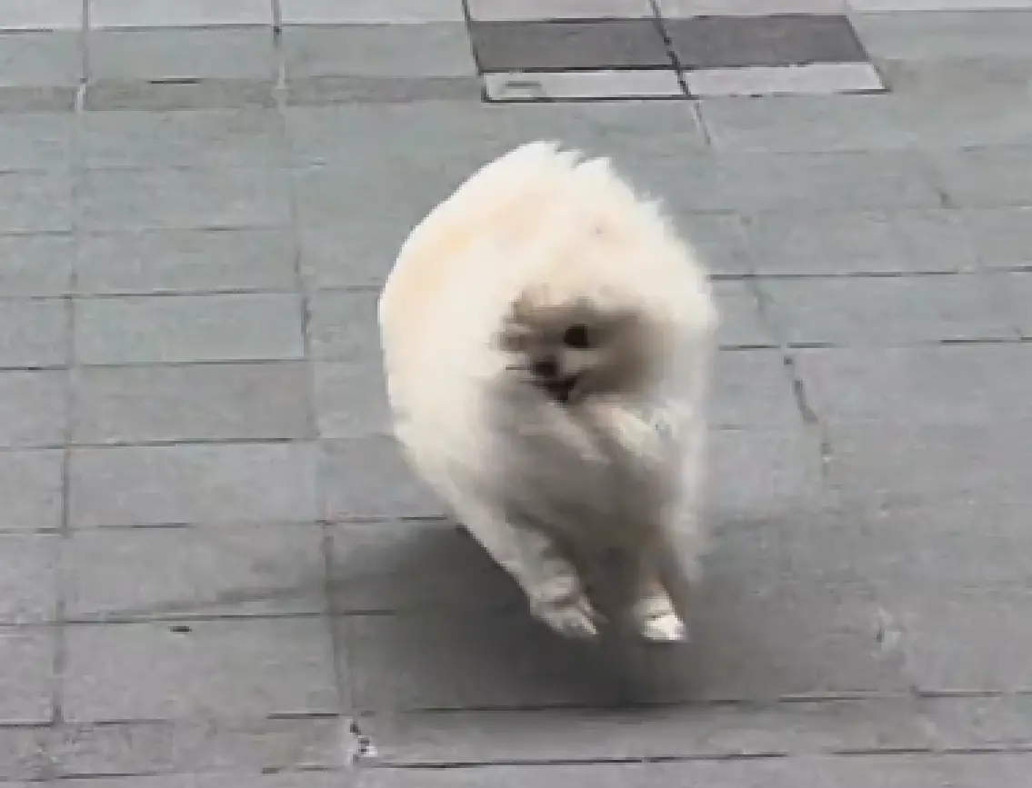 ▲博美颱風天踏出家門才發現，風大到差點把自己給吹走，連路都走不穩，整個畫面就像一條被吹飛的白色小抹布。（圖／翻攝自小紅書）