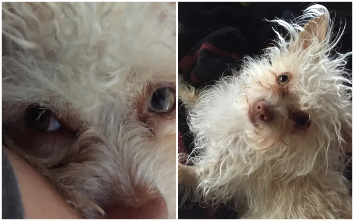 ▲美國拉斯維加斯一位37歲女子莫納瑞茲（Judith Monarrez），9年前她的吉娃娃「吉茲莫（Gizmo）」從壞掉的院子柵欄離家出走，過了9年才終於重新團聚。（圖／翻攝自Bring Gizmo Home臉書專頁）