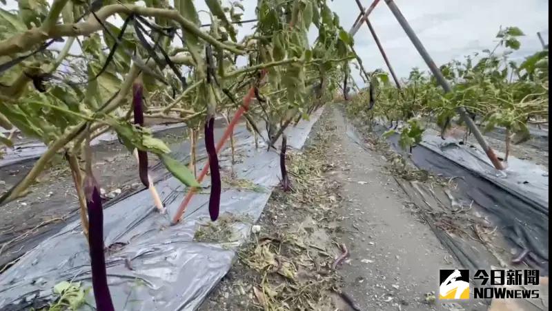 ▲屏東九如鄉農民種植茄子受損嚴重，此風災帶來所有農損以屏東縣的3億5467萬元為最多。（圖／記者莊全攝）