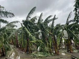 ▲高雄地區自7月24日起受到凱米颱風強風豪雨影響，各產區也造成嚴重淹水災情，到今天上午10點，累積農損已超過1億，各公所持續查報中。（圖／高市府提供）