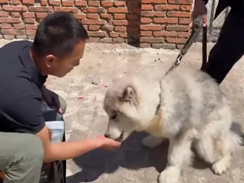 ▲一名飼主家裡養了一隻阿拉斯加雪橇犬，不僅情緒非常不佳，甚至兇起來還會咬主人，讓他決定將愛犬送到訓犬師那調教！（圖/bilibili）