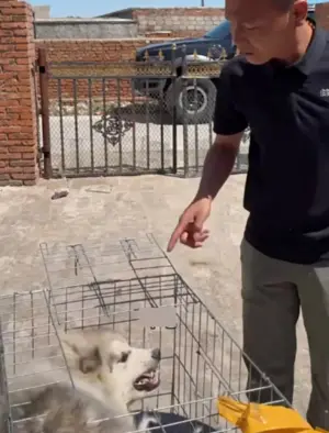 ▲一名飼主家裡養了一隻阿拉斯加雪橇犬，不僅情緒非常不佳，甚至兇起來還會咬主人，讓他決定將愛犬送到訓犬師那調教！（圖/bilibili）