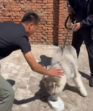 ▲一名飼主家裡養了一隻阿拉斯加雪橇犬，不僅情緒非常不佳，甚至兇起來還會咬主人，讓他決定將愛犬送到訓犬師那調教！（圖/bilibili）