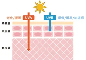 ▲陽光中紫外線對於人類皮膚的不良影響。（圖／北醫提供）