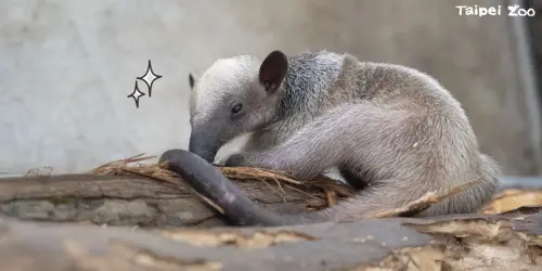 北市動物園小食蟻獸「紅龍」滿月　網見萌照嗨翻：金勾追
