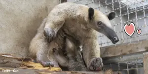 ▲南美小食蟻獸「小紅」的第三胎寶寶「紅龍」滿月，台北市立動物園表示，等到牠能自如探索環境，就有機會與大家見面。（圖／翻攝自臉書／Taipei Zoo臺北市立動物園）