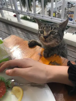 小偷貓咪虎視眈眈的看著遊客的食物。(圖/取自X@) ▲小偷貓咪虎視眈眈的看著遊客的食物。(圖/取自X@)