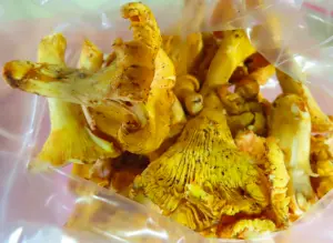 ▲立陶宛出口「黃蘑菇」檢出輻射物質。(圖/食藥署) ▲立陶宛出口「黃蘑菇」檢出輻射物質。(圖/食藥署)