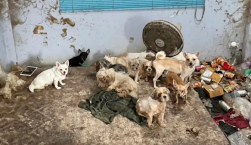 ▲一名泰國人在家中猝逝，他所飼養的28隻狗因為太過飢餓，而啃食主人遺體的左腿。（圖／翻攝自臉書）