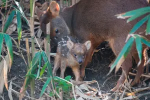 ▲普渡鹿媽媽與孩子。（圖／翻攝Wildlife Conservation Society1）