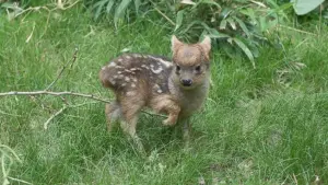 ▲普渡鹿已經是易危生物。（圖／翻攝Wildlife Conservation Society1）