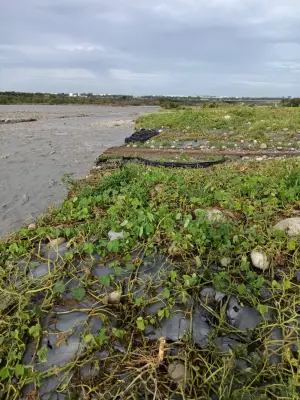 ▲台中市后里區的冬瓜、南瓜大量泡水腐爛，瓜農損失慘重。（圖／立委楊瓊瓔提供，2024.07.31）