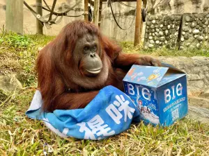 ▲紅毛猩猩「咪咪」參與電影《BIG》的演出。（圖／壽山動物園提供）