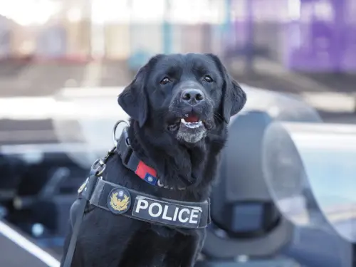 ▲退役偵爆犬—飛達。（圖／新北市政府警察局 警犬隊 NTPD K-9 Unit）