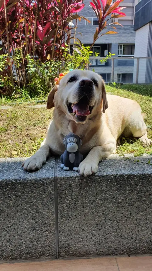 ▲退役血跡犬—福星。（圖／新北市政府警察局 警犬隊 NTPD K-9 Unit）