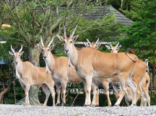 奧運麟洋配獲金牌！台北動物園推「羚羊」同慶　眾人笑拱要手牽手
