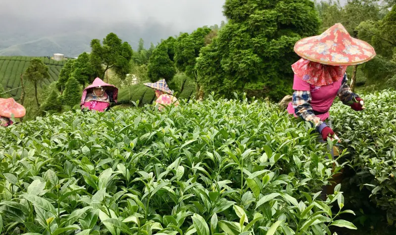 ▲茶葉是南投最主要的出口農產品。（資料畫面／南投縣政府提供）