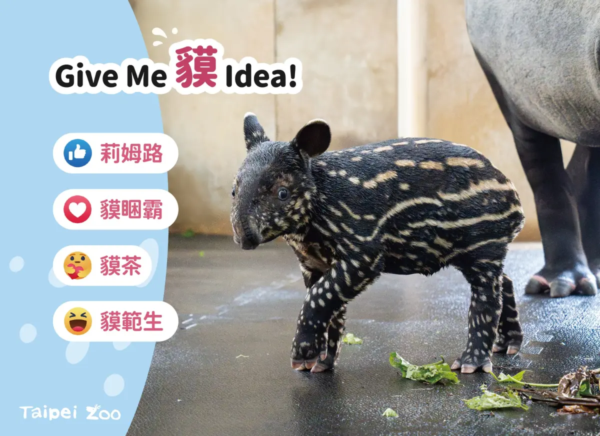 ▲台北市立動物園的馬來貘家族在7月中迎接新成員，按照慣例的命名活動也展開。（圖／取自台北市立動物園臉書）