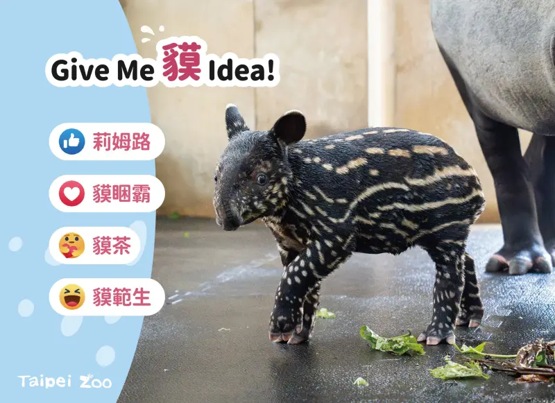 ▲台北市立動物園的馬來貘家族在7月中迎接新成員，按照慣例的命名活動也展開。（圖／取自台北市立動物園臉書）