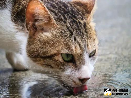 貓狗美容市場每年百億元 定型化契約上路防消費糾紛