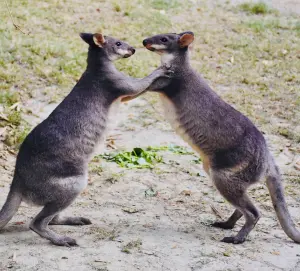 ▲與壽山動物園的沼林袋鼠合照，可享用餐9折、飲品「買一送一」優惠。（圖／翻攝自壽山動物園FB）