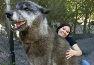 奶犬「8個月變巨獸」飼主嚇壞棄養!演《冰與火之歌》成為明星狗