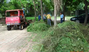 除草兼賺外快！移除外來種小花蔓澤蘭　台中獎勵金比外縣市高6成
