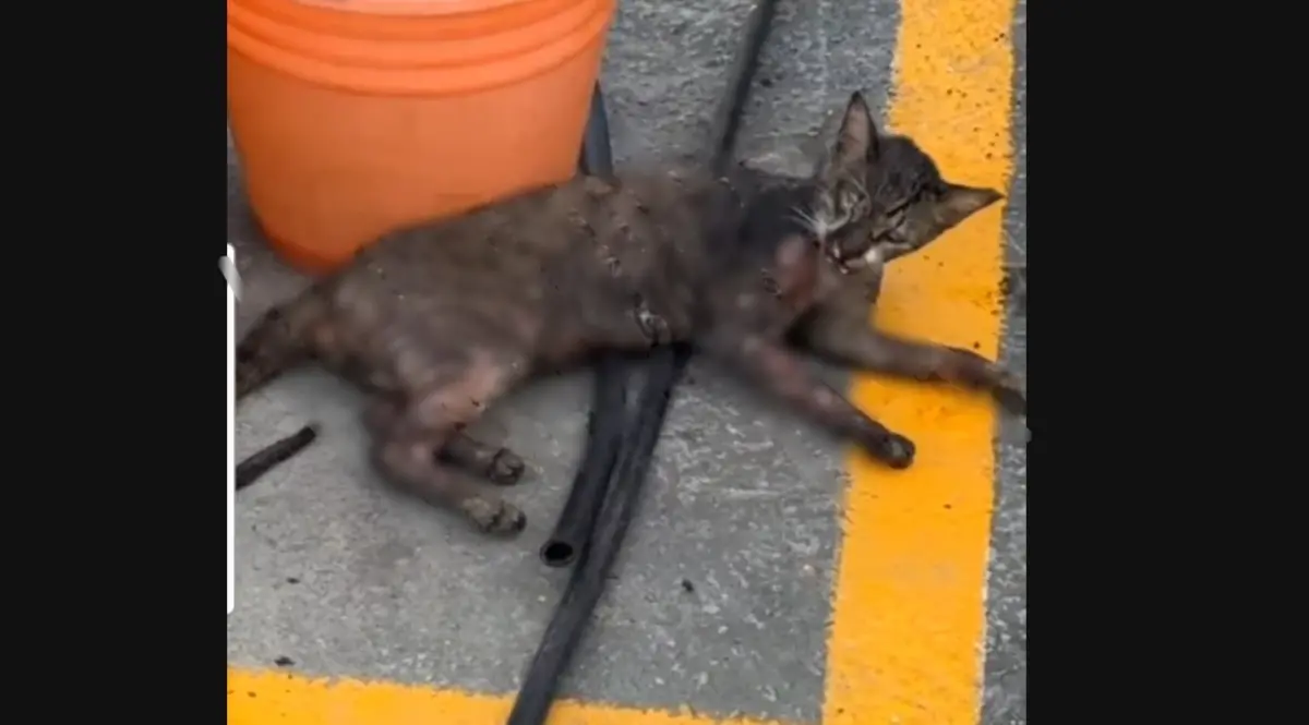 ▲一隻幼貓身上多處燙傷，躺在路邊哀嚎，搶救後仍痛苦的死去。（圖／江和樹提供，2024.08.14）