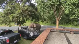 泰國大象玩心大發溜出國家公園　在停車場掀翻轎車引發網路熱議
