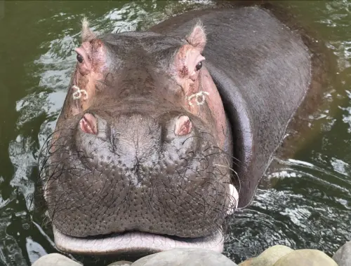 遊客亂餵洋芋片!工作人員竟回「已經罵過河馬」 新竹動物園反駁