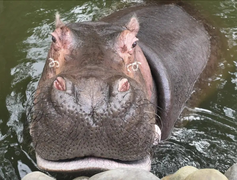 ▲近日一名網友稱，他在新竹動物園目擊有遊客餵食河馬吃洋芋片，但工作人員竟回「我已經罵過河馬」，事後新竹動物園也出面反駁。（圖／取自新竹動物園臉書粉專）