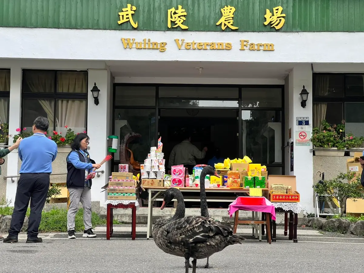 ▲兩隻沒見過中元普度的黑天鵝跑來湊熱鬧，乾脆站在供桌前不走了。（圖／翻攝武陵農場粉絲頁，2024.08.15）