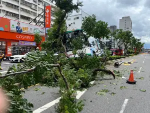 ▲蘆洲集賢路上一顆路樹遭公車撞斷。（圖／翻攝畫面）